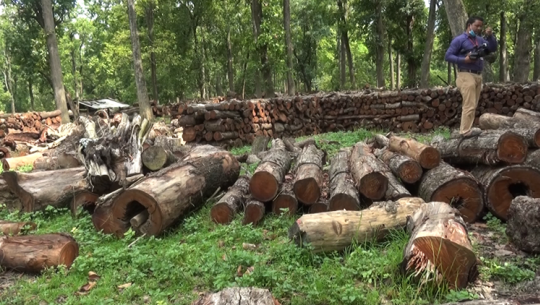 कैलालीका वैज्ञानिक वन सम्बन्धीका कागजात छानविन उप–समितिले नै पाएनन्