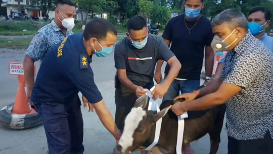 Reflective stickers stuck on cows to reduce accidents in Kailali