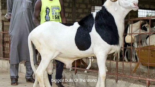 एक करोडको भेडा