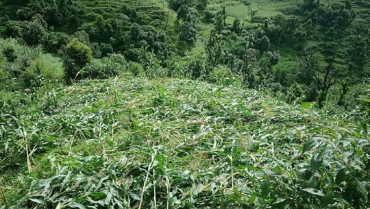 डोटीमा हावाहुरीले मकैबालीमा क्षति