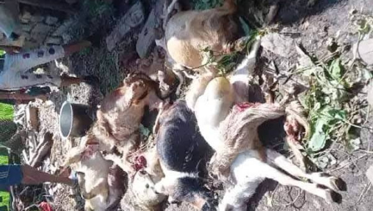 डोटीमा बाघको आतंक, खोरमा पसेर १६ बाख्रामाथि आक्रमण