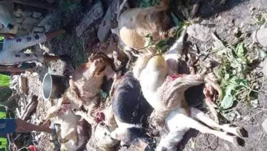 Tiger attacks 16 goats by entering their cage