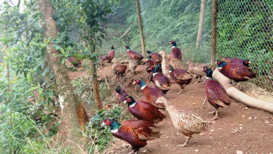 काठमाडौंमा २ हजार कालिज हुर्काउँदै छन् सुदूरपश्चिमका तीन युवा