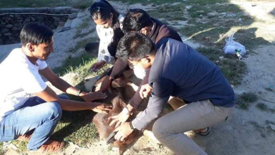 डडेल्धुरामा रेबिज दिवसको अवसरमा छाडा कुकुरलाई खोप
