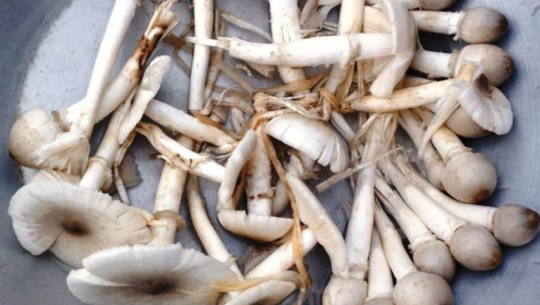 Tharu women engage in traditional search for ‘Bhemti’ wild mushrooms during monsoon