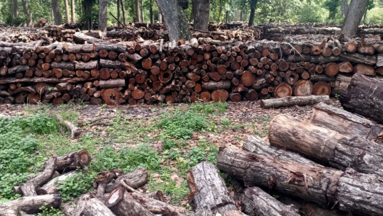 कैलालीमा वैज्ञानिक वनको किर्ते कार्ययोजना बनाउँदै ठेकेदारसँग ऋण लिएर रुख कटान