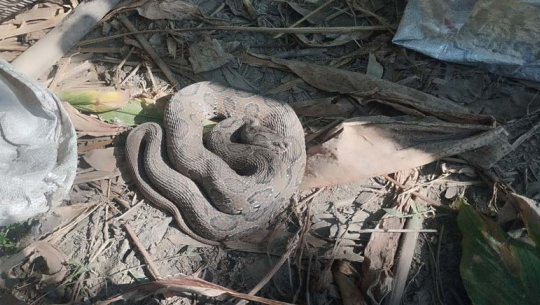 कैलालीमा फेरि देखियो अत्यन्त विषालु रसेल भाइपर