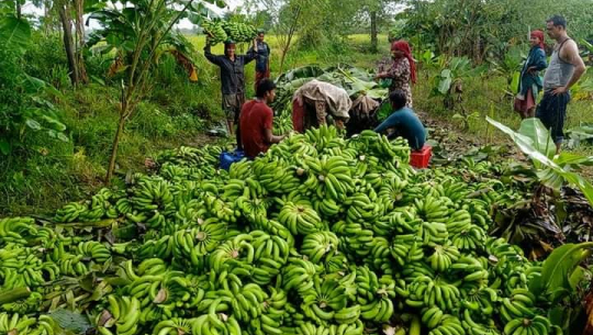 कैलालीमा केराले सहज बजार पाएपछि किसान खुशी