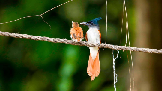 गर्मी लागेसँगै आउन थाले पाहुना चरा 