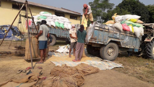 Paddy procurement starts in Kailali at Rs. 2735 per quintal