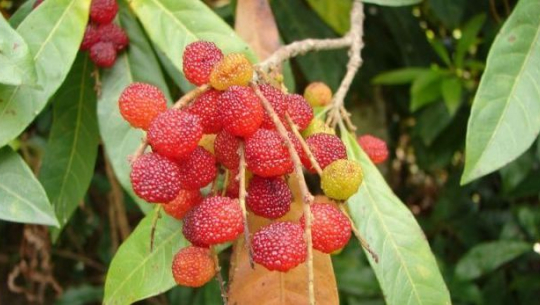 कैलालीमा लकडाउनका बेला पिकनिक मनाउने बढे, स्थानीयवासी त्रासमा