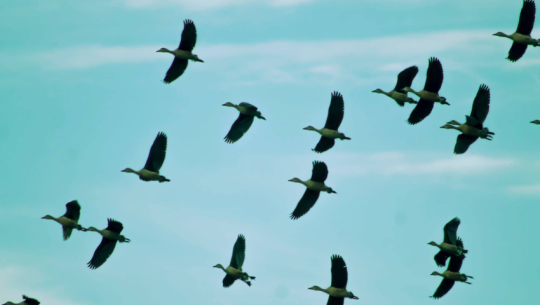 Migratory birds begin arriving in lakes and ponds of Kailali and Kanchanpur