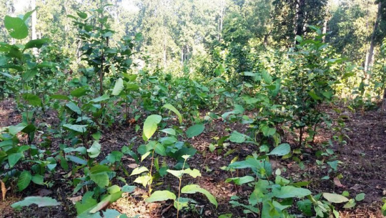 खाता रोक्कापछि कैलालीको बाह्रवनमा संरक्षण, व्यवस्थापन र विकासका योजना अलपत्र