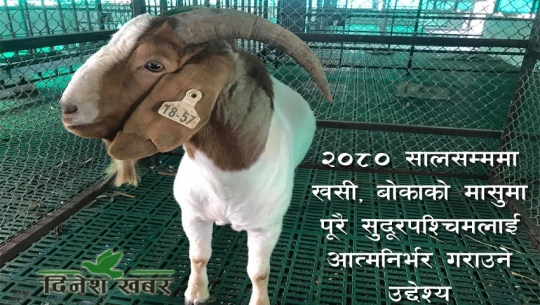 अस्ट्रेलियादेखि विमानमा सुदूरपश्चिम ल्याइएका बोयर बोकाको कथा