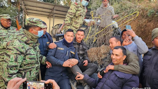 डडेल्धुराबाट चितुवा नियन्त्रणमा