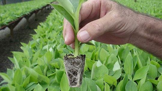 किसानलाई केराका बिरुवा वितरण