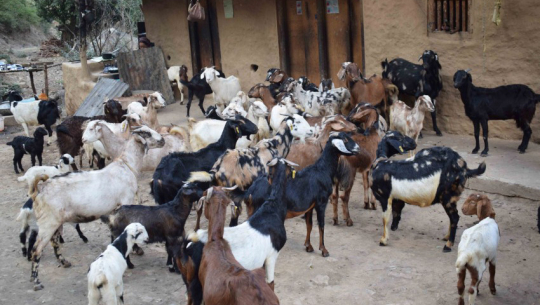 फाइल फोटो