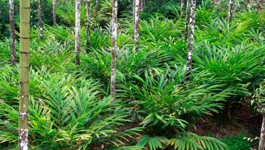 अलैंचीको उचित मुल्य नपाउंदा किसान चिन्तित