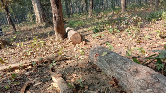 कैलालीका वनहरुबाट भइरहेको काठ तस्करी अझै रोकिएन, फेला पर्दैनन् तस्कर
