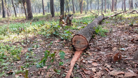 कैलालीमा वन कर्मचारी र पदाधिकारीकै संरक्षणमा हुन्छ रातारात काठ तस्करी