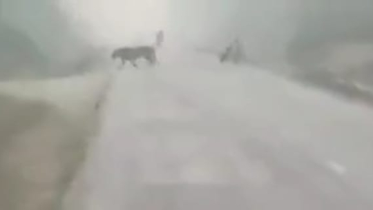 कैलालीको पूर्व–पश्चिम राजमार्गमा देखियो पाटे बाघ