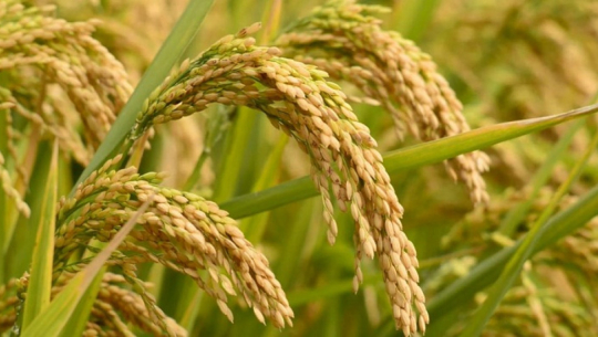 फाइल फोटो 