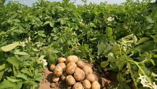 आलुको जोन क्षेत्रमै आलुको सङ्कट