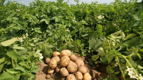 आलु उत्पादन घटेपछि किसान मर्कामा