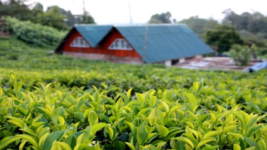 सफल हुँदै चियाखेती