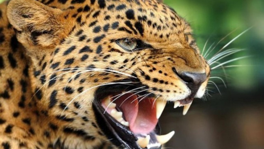 चितुवाको आक्रमण परि डोटीमा एक महिला घाइते 