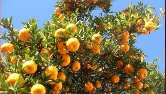 अब चीनमा नेपाली सुन्तला निर्यात गरिने