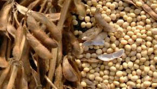 कञ्चनपुरमै भटमास खेतीबाट मनग्य आम्दानी