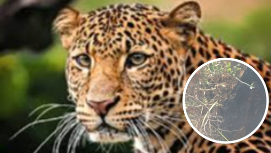 दार्चुलामा बँदेलका लागि थापेको पासोमा चितुवा फसेपछि...