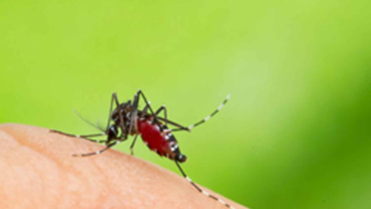 सुदूरपश्चिममा पनि डेंगु र स्क्रब टाइफसको प्रकोप, संक्रमित ३४ जनाको उपचार हुँदै