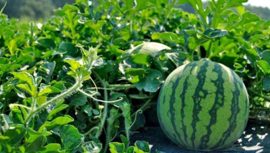 फाइल फोटो