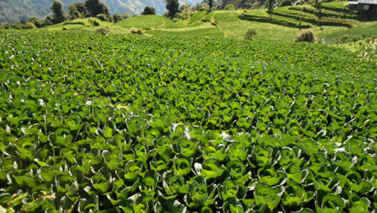 फाईल फोटो 