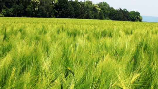 Indigenous crops disappearing in Sudurpaschim Province