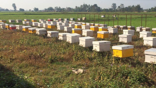 गाउँभरि मौरीपालन