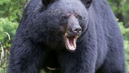 अछाममा भालुको आक्रमणबाट एक जना घाईते