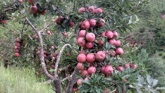 हुम्लामा स्याउ जोन कार्यक्रम शुरु हुँदै