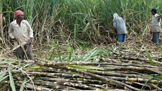 तोकिएको मूल्य नपाएपछि उखु किसान आन्दोलित