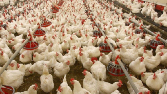 फाइल फोटो