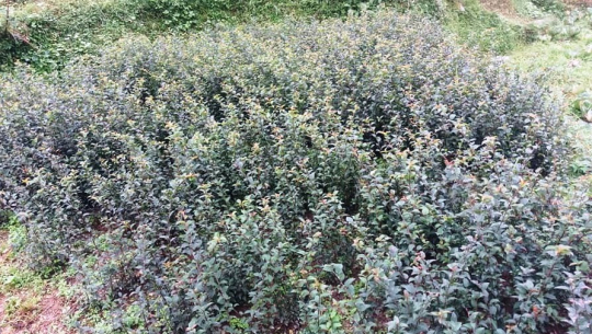 फलफूलका बिरुवा बेचेर मनग्य आम्दानी गर्दै बैतडीका किसान
