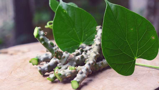 देशैभरि गुर्जोको बिरुवा निःशुल्क वितरण