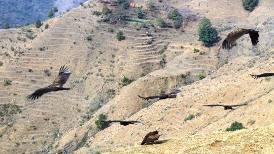 डडेल्धुरामा देखिन थाले लोप हुँदै गएका प्रकृतिका कुचिकार गिद्ध