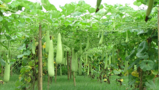 प्राङ्गारिक तरकारी खेतीबाट मनग्य आम्दानी गर्दै कञ्चनपुरको सिमलफाँटाका किसान