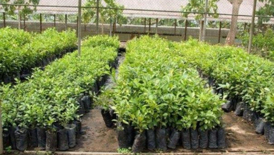 बैतडीमा १ लाख ५० हजार बिरुवा निःशुल्क वितरण गरिने