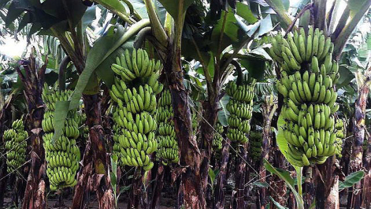 फाइल फोटो