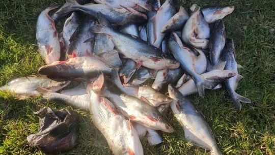 कञ्चनपुरबाट भन्सार छलीका माछा बरामद 