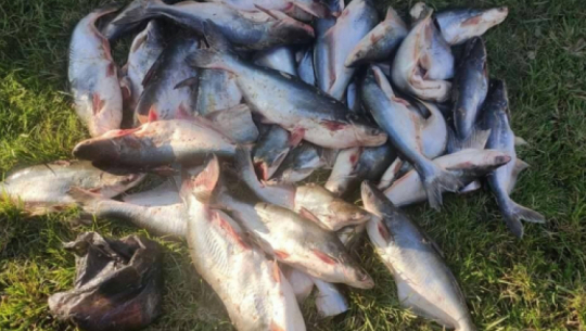 कञ्चनपुरबाट भन्सार छलीका माछा बरामद